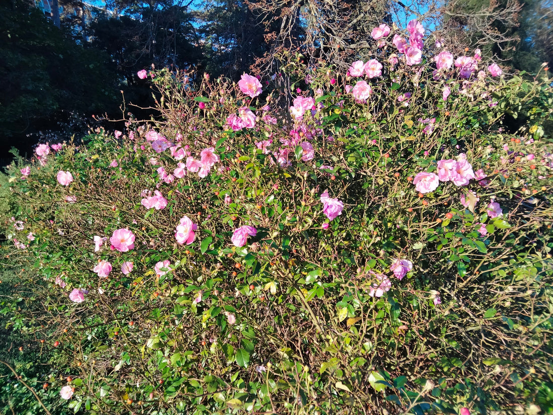 Le langage des fleurs