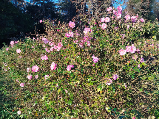 Le langage des fleurs